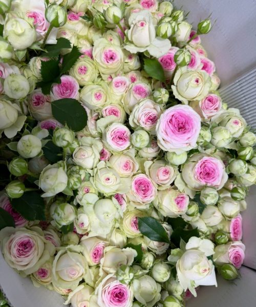 WhatsApp Image 2026-08-11 at 13.00.53 (4)
