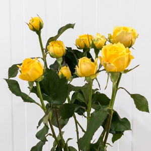 Yellow-Bubbles