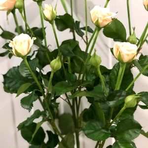 rose-house-antonina rose-house-antonina