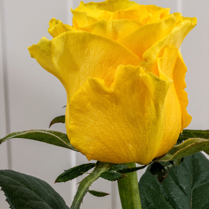 rose-house-armine-fara-sigla rose-house-armine-fara-sigla
