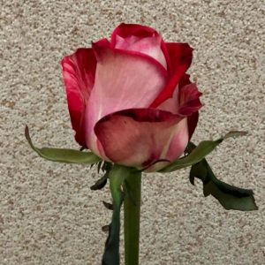 rose-house-b-tween rose-house-b-tween