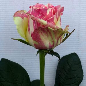 rose-house-fiesta rose-house-fiesta