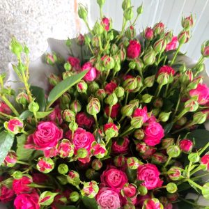 rose-house-lady-bombastic (1) rose-house-lady-bombastic (1)