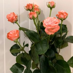 rose-house-madam-bombastic rose-house-madam-bombastic