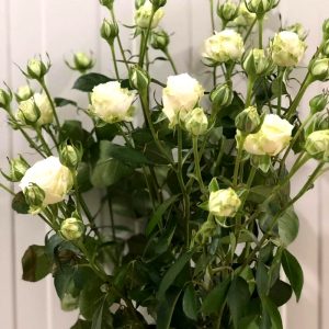 rose-house-miss-bombastic rose-house-miss-bombastic