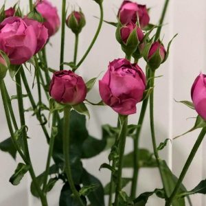 rose-house-misty-bubbles rose-house-misty-bubbles