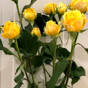 rose-house-yellow-bubbles rose-house-yellow-bubbles
